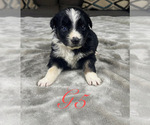 Puppy Girl 5 Australian Shepherd