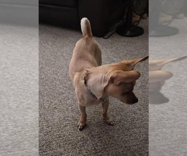 Medium Photo #4 Chiweenie Puppy For Sale in Plymouth, MN, USA