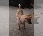 Small #3 Chiweenie