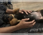 Small #17 Rottweiler
