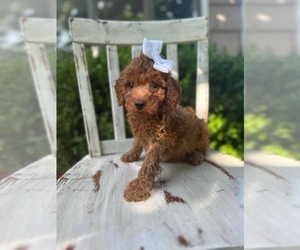Goldendoodle-Poodle (Miniature) Mix Puppy for sale in JEFFERSON CITY, MO, USA