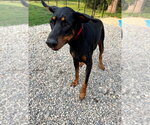 Small #1 Doberman Pinscher