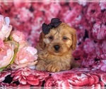 Small Photo #5 Cavachon-Poodle (Miniature) Mix Puppy For Sale in AIRVILLE, PA, USA