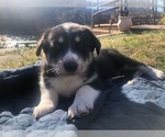 Small Photo #3 Labrador Retriever-Wolf Hybrid Mix Puppy For Sale in GASSVILLE, AR, USA