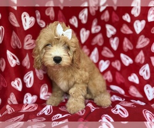 Goldendoodle (Miniature) Puppy for sale in LAKELAND, FL, USA
