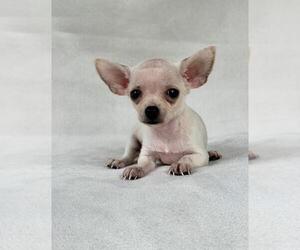 Medium Chihuahua