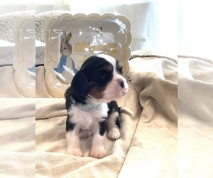Cavalier King Charles Spaniel Puppy for sale in BRANDON, SD, USA