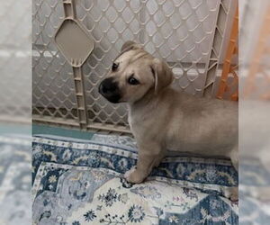 Mutt Dogs for adoption in Lakewood, CO, USA