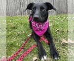 Small #1 Mutt