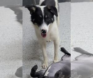 Toby - Male Border Collie Dog for Adoption - Photo #17