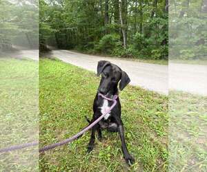 Raven - Female Feist Terrier-Unknown Mix Dog for Adoption - Photo #2