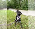 Small Photo #2 Feist Terrier-Unknown Mix Puppy For Sale in Frenchburg, KY, USA