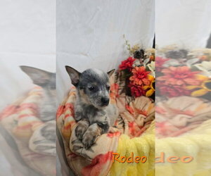 KP Rodeo - Male Mutt Dog for Adoption - Photo #3