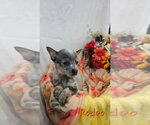 Small Photo #3 Mutt Puppy For Sale in Foristell, MO, USA