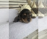 Small #6 Dachshund