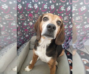 Beagle Dogs for adoption in Pacolet, SC, USA