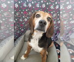 Small Beagle