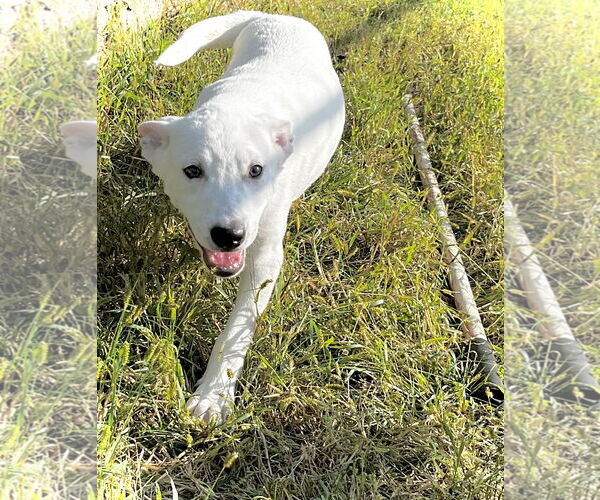 Medium Photo #3 Mutt Puppy For Sale in Estherville, IA, USA