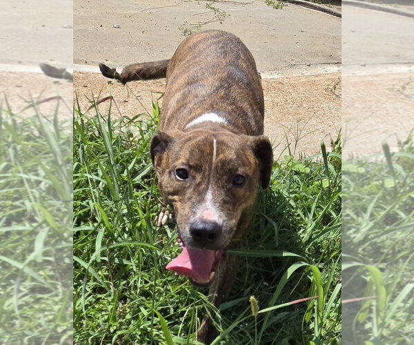 Medium Photo #5 Mountain Cur-Unknown Mix Puppy For Sale in Jackson, MS, USA