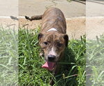 Small #4 Mountain Cur Mix