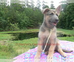 Small #7 German Shepherd Dog