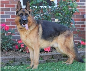 Father of the German Shepherd Dog puppies born on 04/16/2022