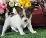 Small #2 Papillon