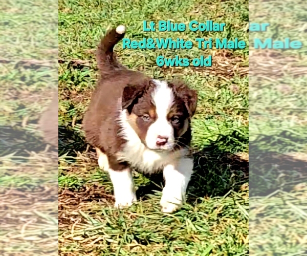 Medium Photo #2 Border Collie Puppy For Sale in BYBEE, TN, USA