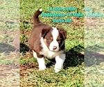 Small #1 Border Collie