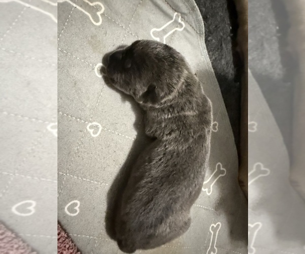 Medium Photo #1 Cane Corso Puppy For Sale in STUART, IA, USA