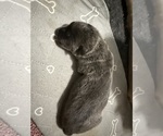 Puppy 3 Cane Corso