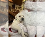 Small Photo #2 Labrador Retriever Puppy For Sale in NEOLA, WV, USA