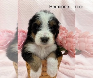 Medium Bernedoodle