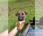 Small Photo #7 German Shepherd Dog Puppy For Sale in PORTER, TX, USA