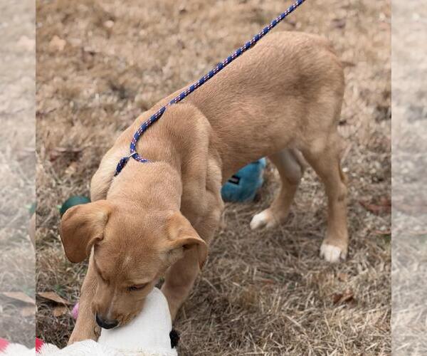 Medium Photo #4 Aussiedor Puppy For Sale in Yardley, PA, USA