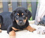 Small #4 Labrador Retriever Mix
