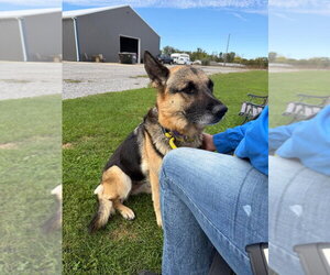 Vienna - Female German Shepherd Dog Dog for Adoption - Photo #4