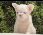 Small #9 French Bulldog