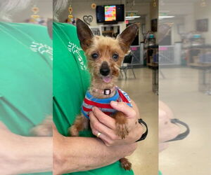 Mutt Dogs for adoption in Mundelein, IL, USA