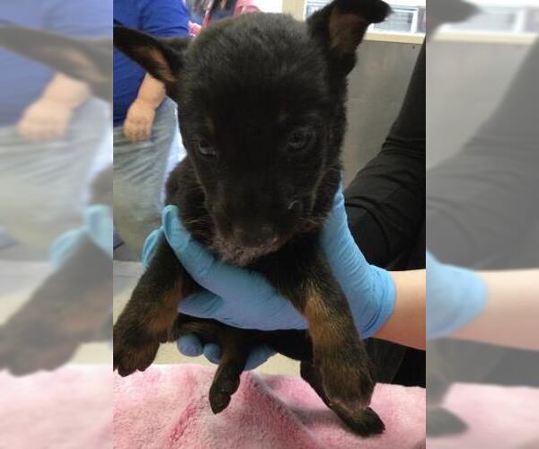 Medium Photo #1 Siberian Husky-Unknown Mix Puppy For Sale in Riverside, CA, USA