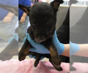 Siberian Husky-Unknown Mix Dogs for adoption in Riverside, CA, USA