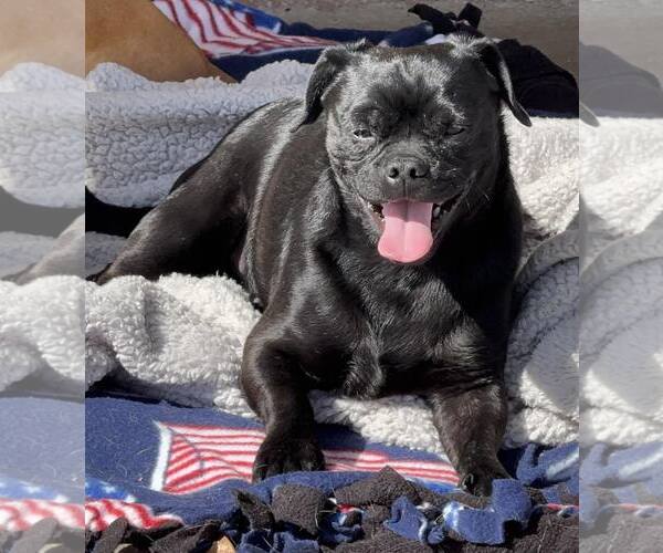 Medium Photo #8 Pug-Unknown Mix Puppy For Sale in La Verne, CA, USA