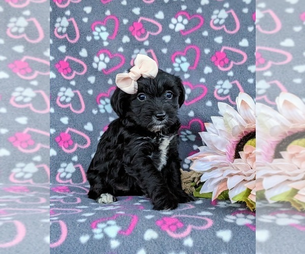 Medium Photo #3 YorkiePoo Puppy For Sale in OXFORD, PA, USA