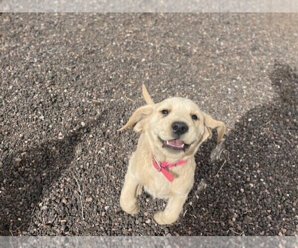 Medium Photo #1 Golden Labrador Puppy For Sale in COLORADO SPRINGS, CO, USA
