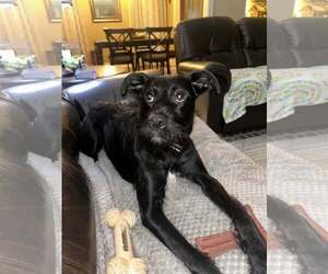 Mutt Dogs for adoption in Oakhurst, NJ, USA