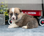 Small #1 Pembroke Welsh Corgi