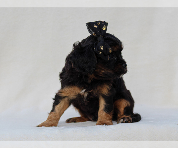 Medium Photo #5 Cavalier King Charles Spaniel Puppy For Sale in LIBERTY, KY, USA