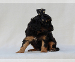 Small #4 Cavalier King Charles Spaniel
