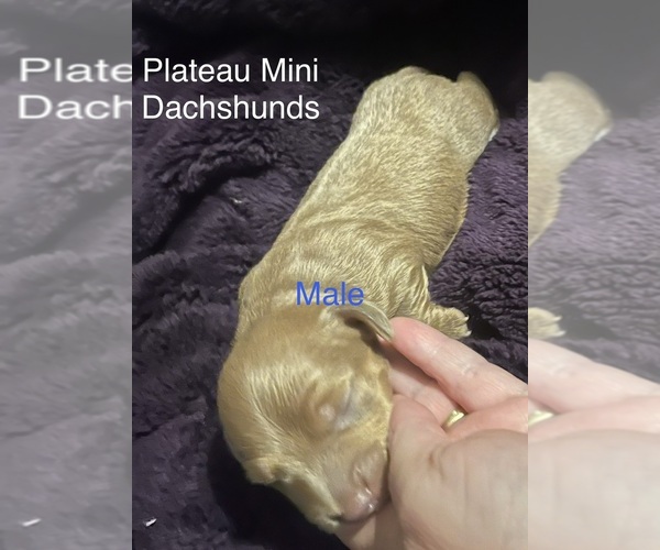 Medium Photo #7 Dachshund Puppy For Sale in CROSSVILLE, TN, USA