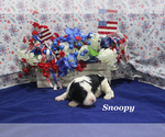 Small #1 Cavapoo